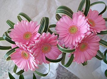 Flowers, Gerberas, Registration, Typography, Composition HD wallpaper