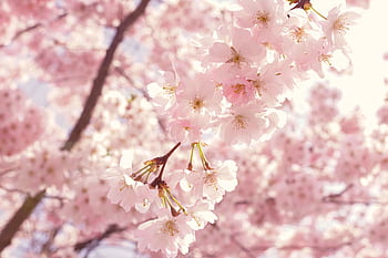 Captivating cherry blossoms in full bloom, creating a breathtaking springtime scene. HD wallpaper