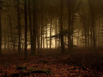 Nature, Trees, Forest, Branches, Branch, Haze HD wallpaper