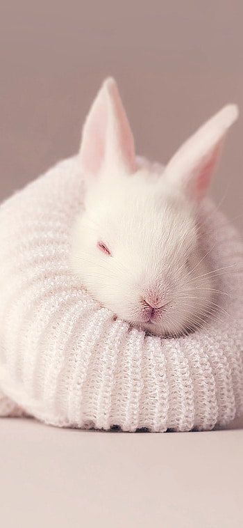 Bunny, White rabbit , Newborn bunny, Cute aesthetic HD phone wallpaper