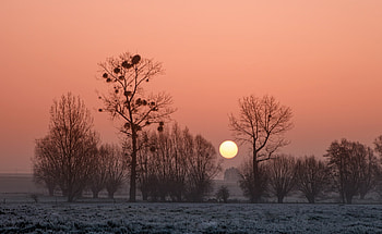 Nature, Trees, Sunset, Fog, Africa HD wallpaper