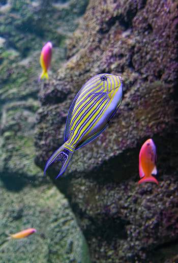 Animals, Stones, Relief, Underwater World, Fish HD phone wallpaper