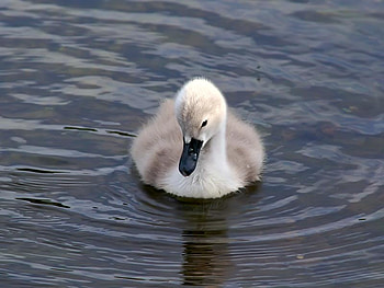 baby swan, sad, water, aww, hug HD wallpaper