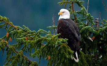 Animals, Birds, Eagles HD wallpaper