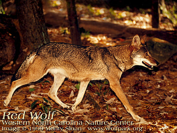 Red Wolf, animals, dogs, grey wolf, wild wolves, coyote HD wallpaper