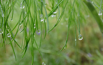 Grass, Leaves, Drops, Macro, Dew HD wallpaper