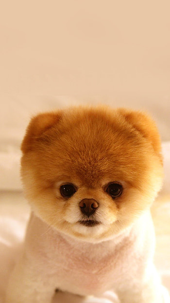 Pomeranian, Puppies HD phone wallpaper