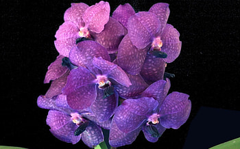 Purpel, purple, beautiful, flowers, green HD wallpaper