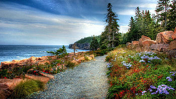 A coastal trail on Mount Desert Island - Acadia NP, Maine, wildflowers, sea, clouds, trees, sky, rocks, usa HD wallpaper