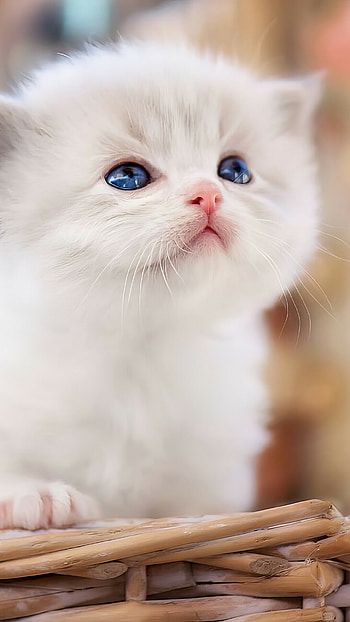 Cute white cat , , Beautiful feline, High-resolution HD phone wallpaper