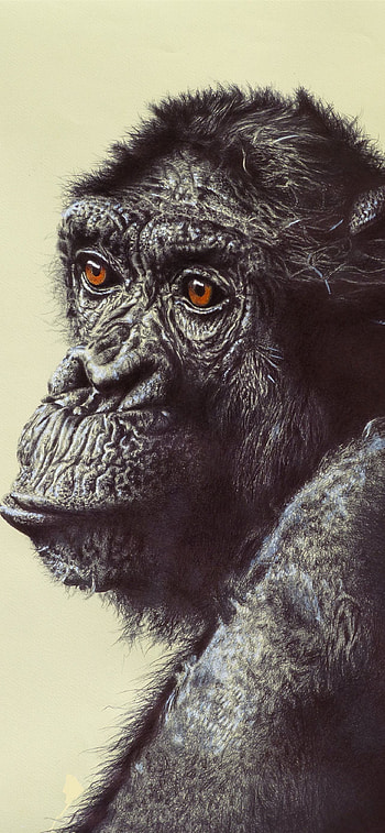 Chimpanzee, , High-definition display, Stunning visuals HD phone wallpaper