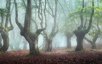 Misty Forest in Spain, mist, Spain, forest, Basque, trees HD wallpaper