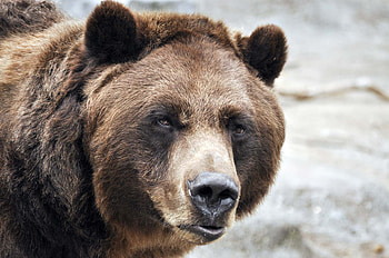 Grizzly Bear, Bear conservation, Grizzly bear protection, Yukon wilderness HD wallpaper