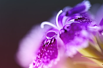 Flower, Macro, Turkish Carnation HD wallpaper