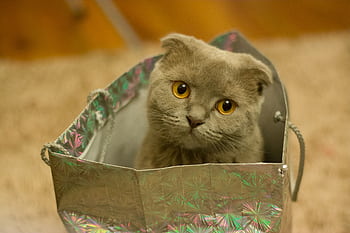 Charming Scottish Fold cat peeking out from a shiny gift bag on a cozy carpet. HD wallpaper