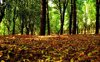 Nature, Trees, Grass, Autumn, Leaves HD wallpaper