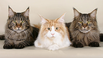 cat , Aesthetic appeal, Feline fascination, delight HD wallpaper