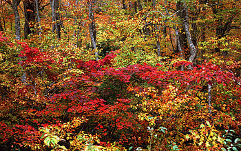forest, pic, nice HD wallpaper