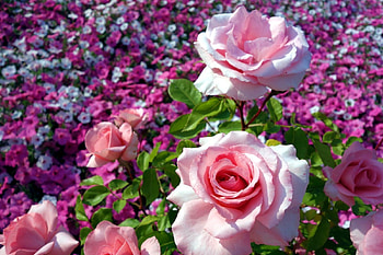 Ashikaga Flower Park, Japan, roses, plants, petals, blossoms, flower, colors HD wallpaper
