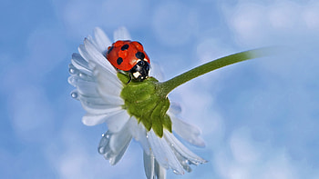 Insect, Flower, Animal, Ladybug, Dew Drop, Macro, White Flower HD wallpaper