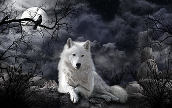 Raven, Wolves, White Wolf, Night, Animal, Wolf HD wallpaper