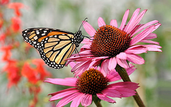 Flower, Macro, Petals, Butterfly HD wallpaper