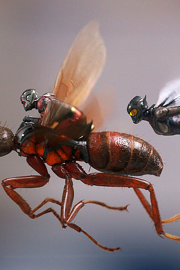Ant-Man and the Wasp, Flying poster, , Best HD phone wallpaper