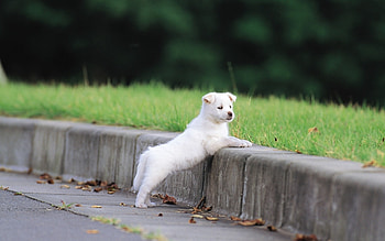Animals, Dogs HD wallpaper