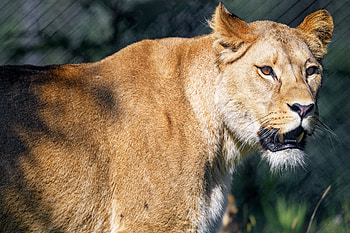 Animals, Predator, Big Cat, Sight, Opinion, Lioness, To Fall, Mouth HD wallpaper
