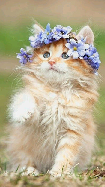 Cute Cat, Cute, Cat HD phone wallpaper
