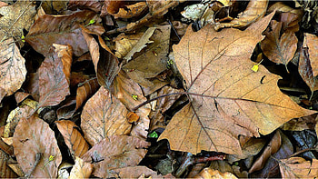 Dry Fall Leaves, autumn, leaves, browns, fall HD wallpaper