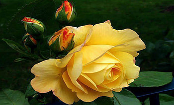 Exquisite Yellow Rose, Yellow, Flowers, Lovely, Nature, Rose HD wallpaper