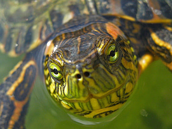 Animals, Water, Muzzle, Eyes, Turtle HD wallpaper