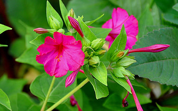 Plants, Flowers HD wallpaper