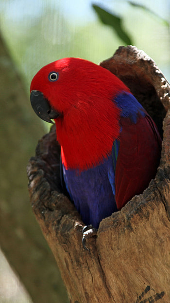 Parrot, Cute Parrot HD phone wallpaper