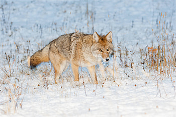 Cool coyote hunting, mobile tablet, Phoenix coyotes , Arizona coyotes HD wallpaper