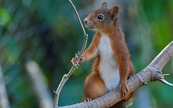 Squirrel, animal, rodent, tree HD wallpaper