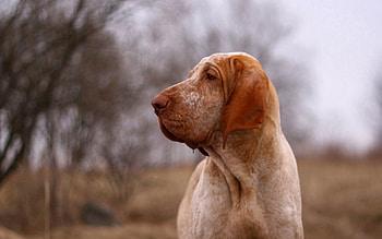 Animals, Dog, Sight, Opinion, Profile, Friend HD wallpaper