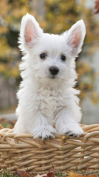 Cute Dog, Adorable HD phone wallpaper