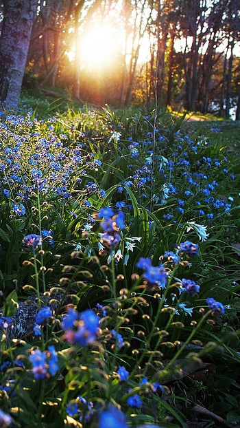 Blue Flowers, Blue, Sunbeams HD phone wallpaper