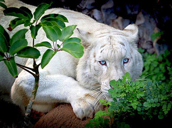 White Tiger, cool, white, tiger HD wallpaper