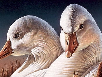 NICE VIEW OF GEESE FACES, faces, closup, beautiful, geese HD wallpaper