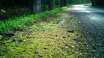 Nature, Grass, Road, Asphalt, Moss, Roadside, Shoulder, Edge HD wallpaper