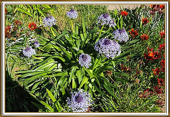 FRAMED FLOWERS, NATURE, FLOWERS, , FRAMED HD wallpaper