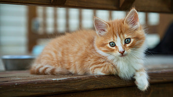 Christmas kitten, High-definition , Festive feline, Lovely holiday theme HD wallpaper
