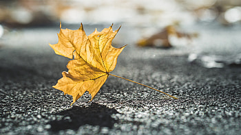 Nature Leaves, nature, leaves HD wallpaper