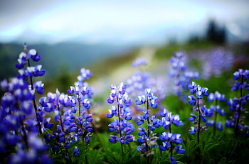 Flowers, Greens, Glade, Polyana, Sharpness, Lupins HD wallpaper