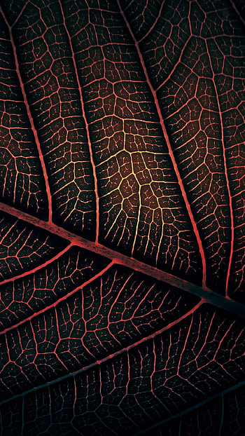Red leaf , Macro graphy, Minimalism HD phone wallpaper