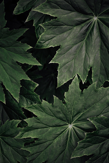 Leaves, Plant, Macro, Surface HD phone wallpaper