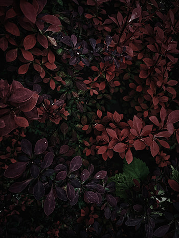 Leaves, Bush, Plant, Macro, Branches HD phone wallpaper